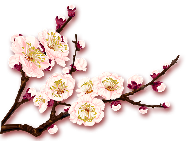 中国风梅花腊梅桃花樱花插画PNG素材