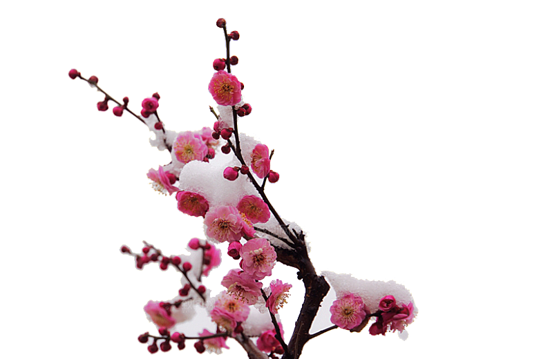 中国风梅花腊梅桃花樱花插画PNG素材