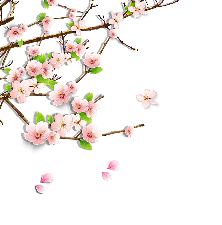 中国风梅花腊梅桃花樱花插画PNG