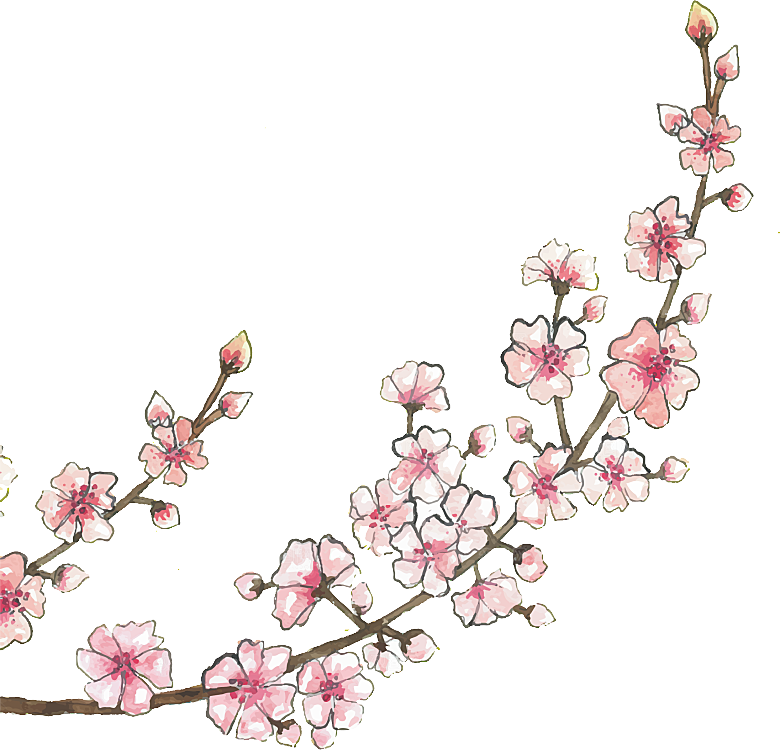 中国风梅花腊梅桃花樱花插画PNG素材