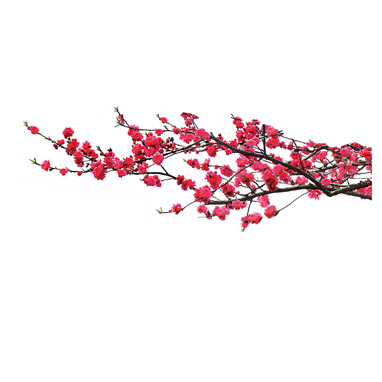 中国风梅花腊梅桃花樱花插画PNG素材