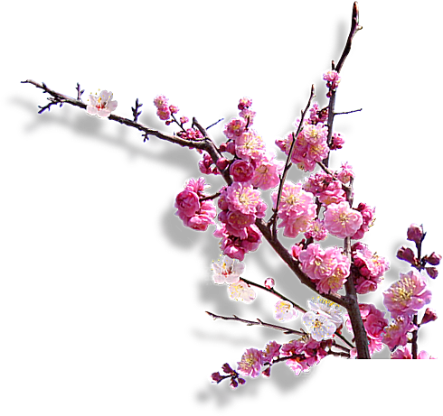 中国风梅花腊梅桃花樱花插画PNG