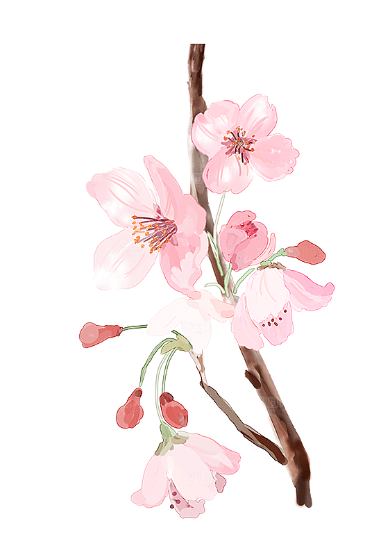 中国风梅花腊梅桃花樱花插画PNG