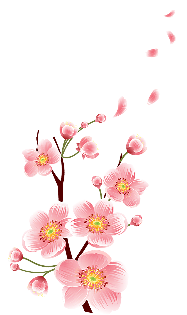 中国风梅花腊梅桃花樱花插画PNG素材