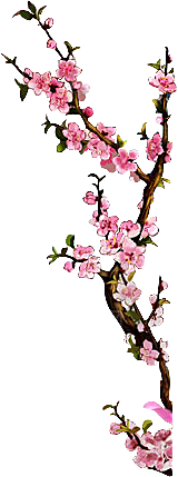 中国风梅花腊梅桃花樱花插画PNG素材
