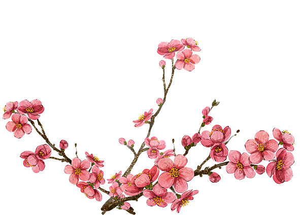 中国风梅花腊梅桃花樱花插画PNG素材