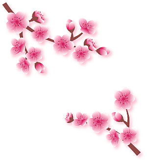 中国风梅花腊梅桃花樱花插画PNG