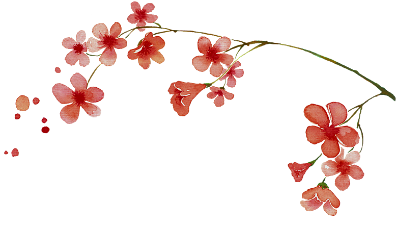 中国风梅花腊梅桃花樱花插画PNG素材