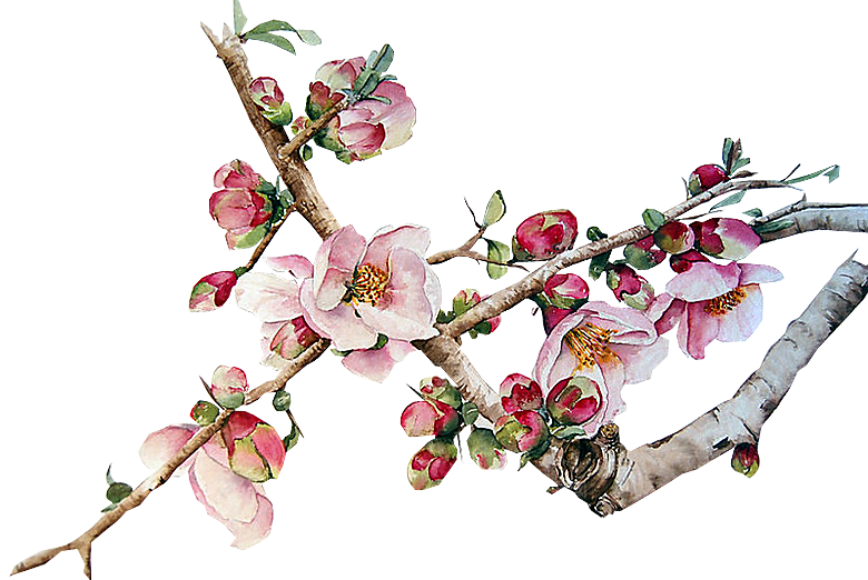 中国风梅花腊梅桃花樱花插画PNG素材