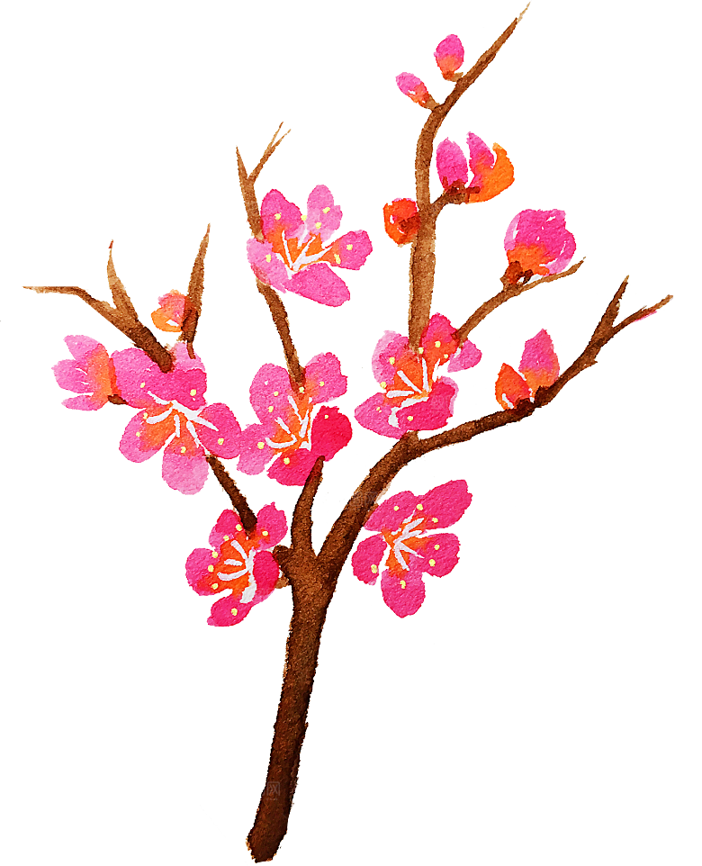 中国风梅花腊梅桃花樱花插画PNG素材