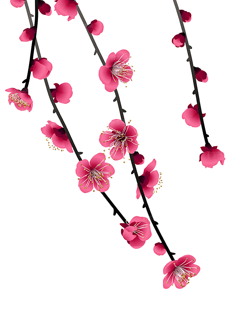 中国风梅花腊梅桃花樱花插画PNG素材