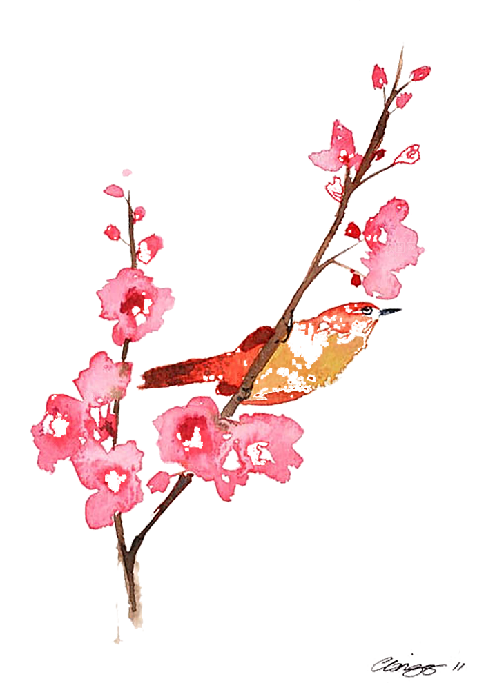 中国风梅花腊梅桃花樱花插画PNG素材