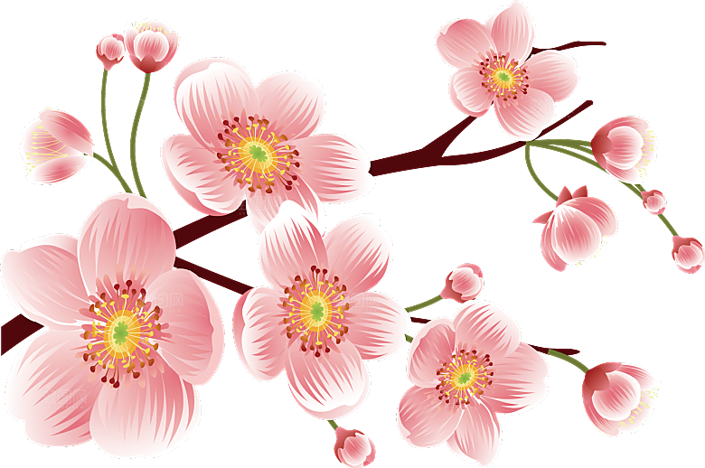 中国风梅花腊梅桃花樱花插画PNG素材