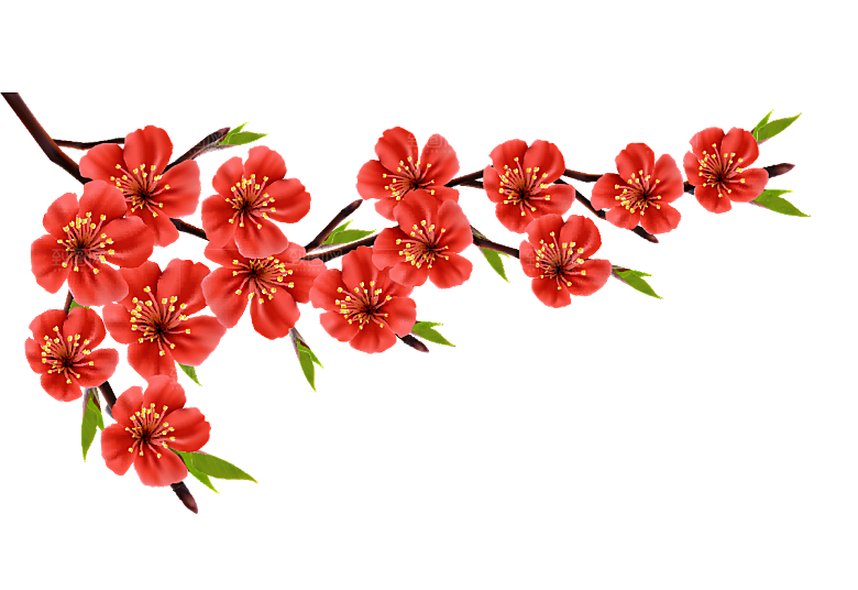 中国风梅花腊梅桃花樱花插画PNG