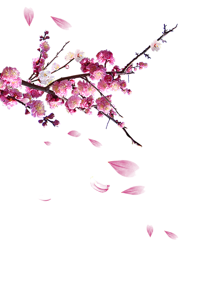 中国风梅花腊梅桃花樱花插画PNG