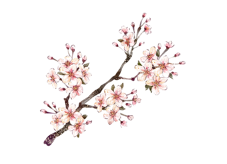 中国风梅花腊梅桃花樱花插画PNG