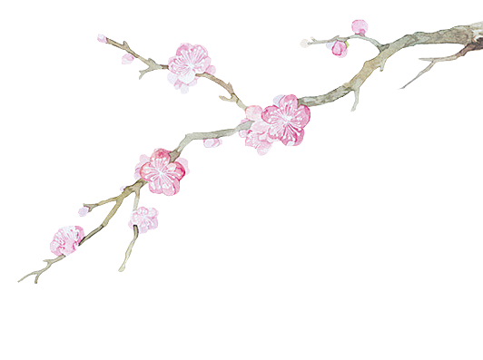中国风梅花腊梅桃花樱花插画PNG