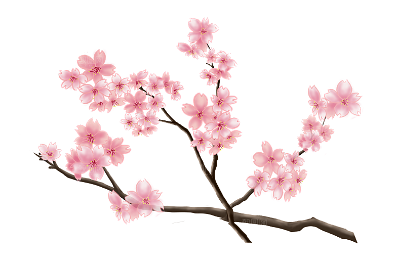 中国风梅花腊梅桃花樱花插画PNG素材