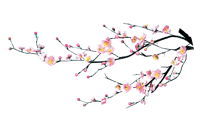 中国风梅花腊梅桃花樱花插画PNG素材