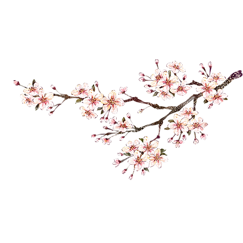 中国风梅花腊梅桃花樱花插画PNG素材