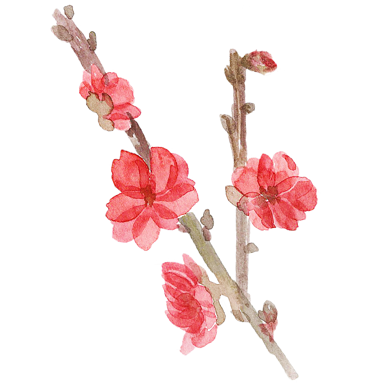 中国风梅花腊梅桃花樱花插画PNG素材