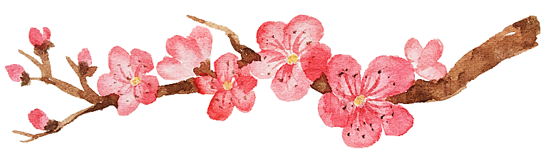 中国风梅花腊梅桃花樱花插画PNG素材