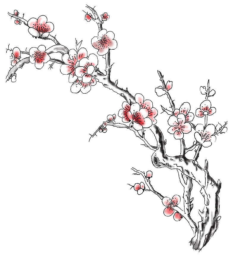 中国风梅花腊梅桃花樱花插画PNG素材