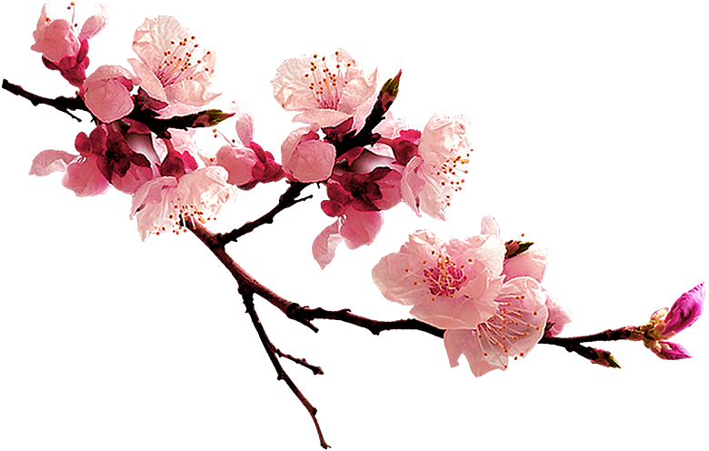 中国风梅花腊梅桃花樱花插画PNG素材