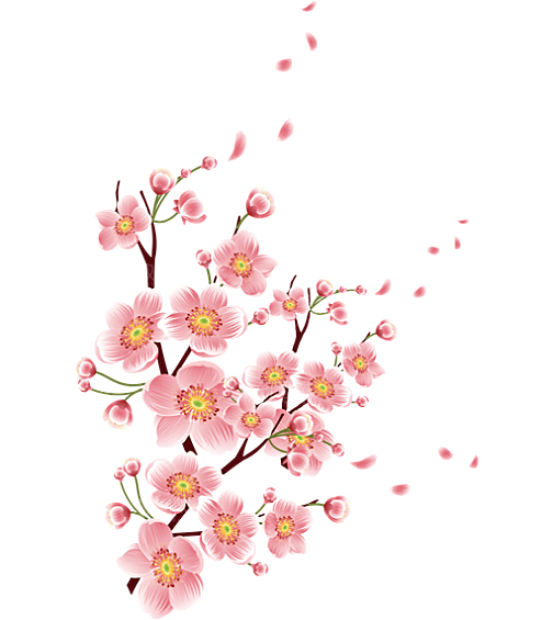 中国风梅花腊梅桃花樱花插画PNG素材