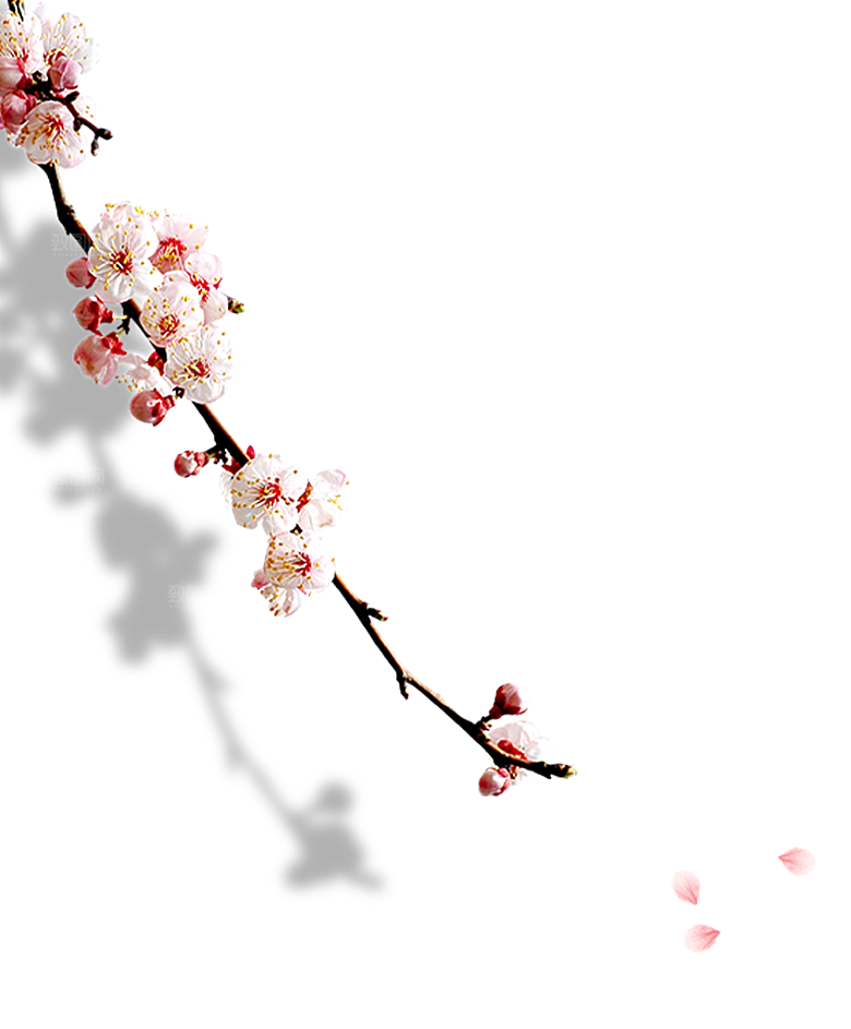 中国风梅花腊梅桃花樱花插画PNG