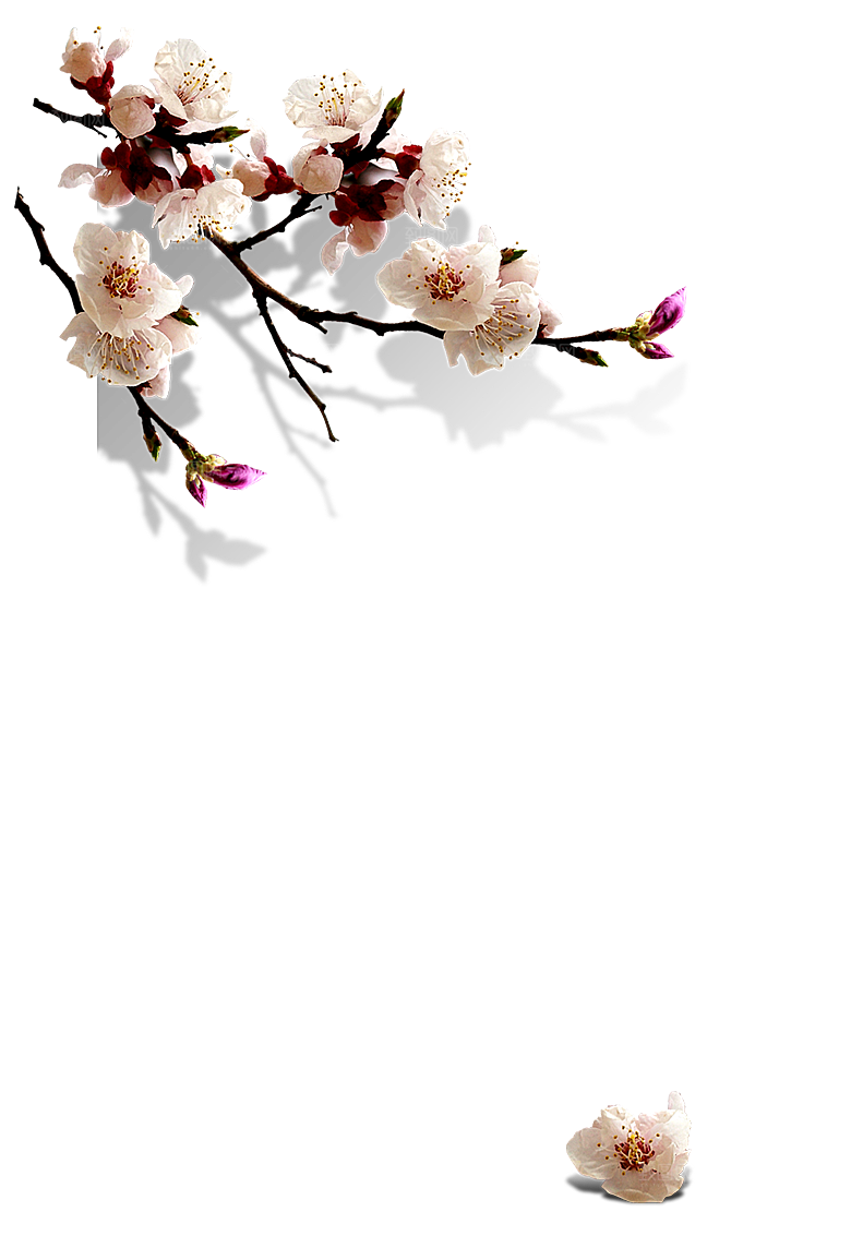 中国风梅花腊梅桃花樱花插画PNG图片素材