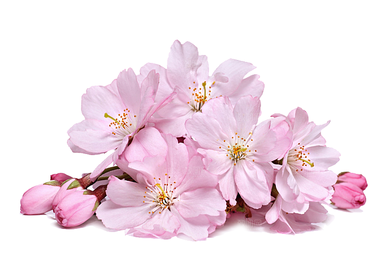 手绘粉红色樱花桃花梅花花朵PNG免抠