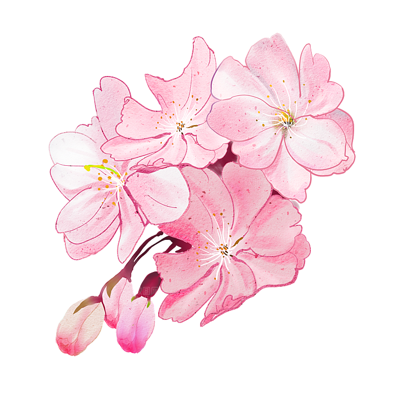 手绘粉红色樱花桃花梅花花朵PNG免抠