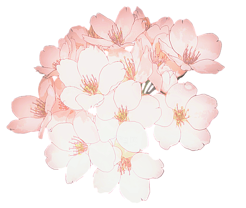 手绘粉红色樱花桃花梅花花朵PNG免抠