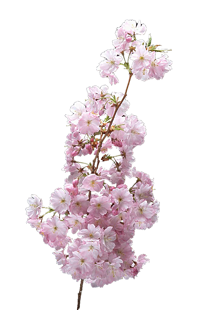 手绘粉红色樱花桃花梅花花朵PNG免抠素材