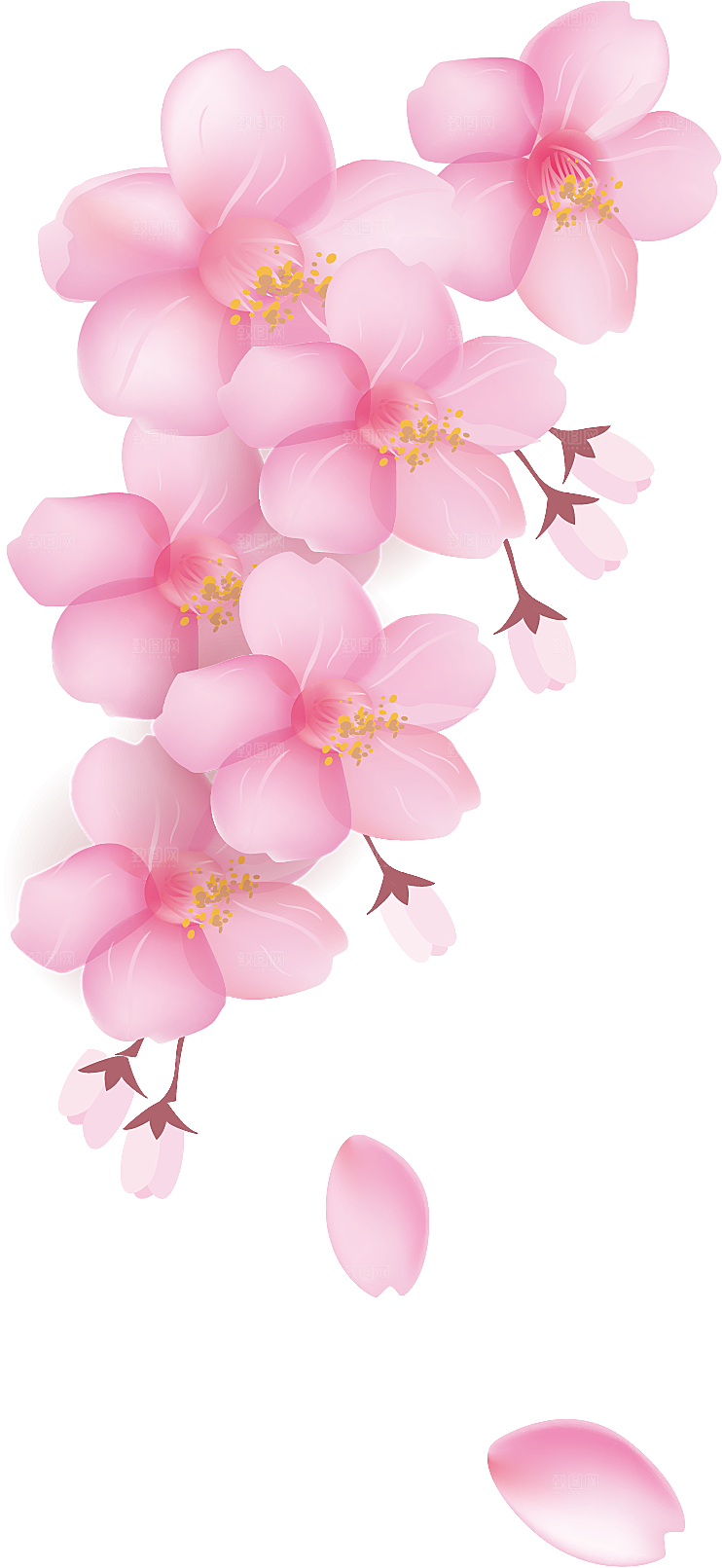 手绘粉红色樱花桃花梅花花朵PNG免抠素材
