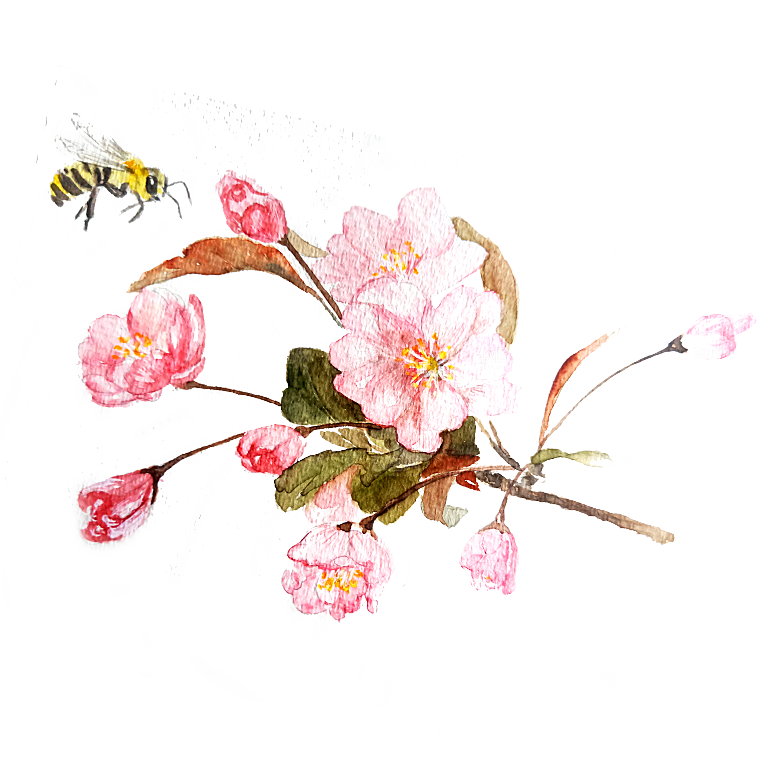 手绘粉红色樱花桃花梅花花朵PNG免抠