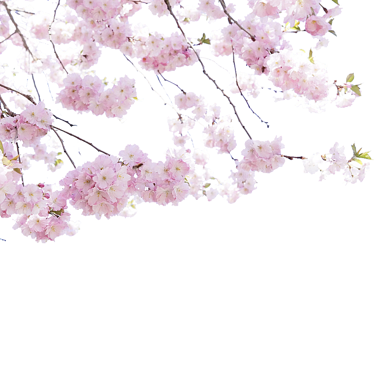 手绘粉红色樱花桃花梅花花朵PNG免抠素材