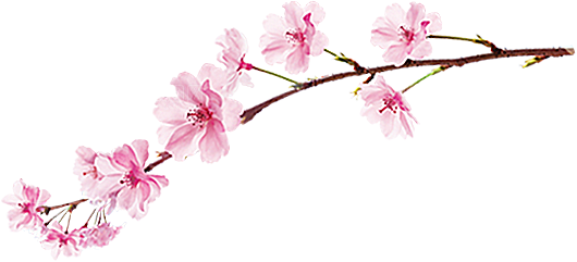 手绘粉红色樱花桃花梅花花朵PNG免抠素材