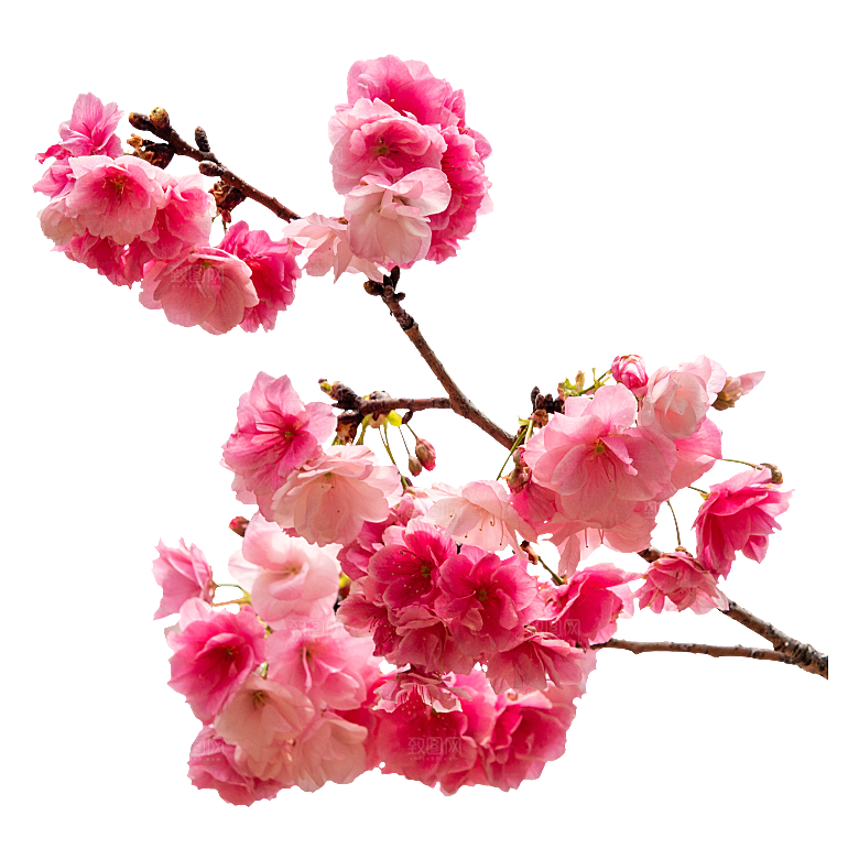 手绘粉红色樱花桃花梅花花朵PNG免抠