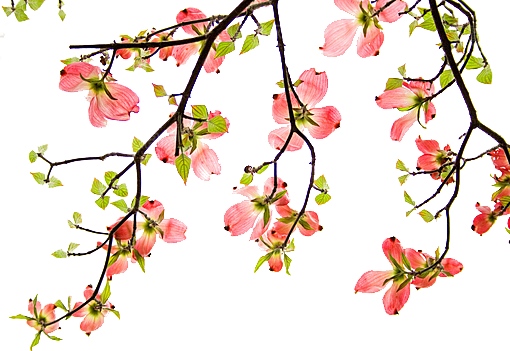 手绘粉红色樱花桃花梅花花朵PNG免抠