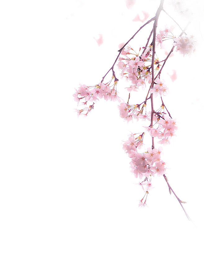 手绘粉红色樱花桃花梅花花朵PNG免抠素材