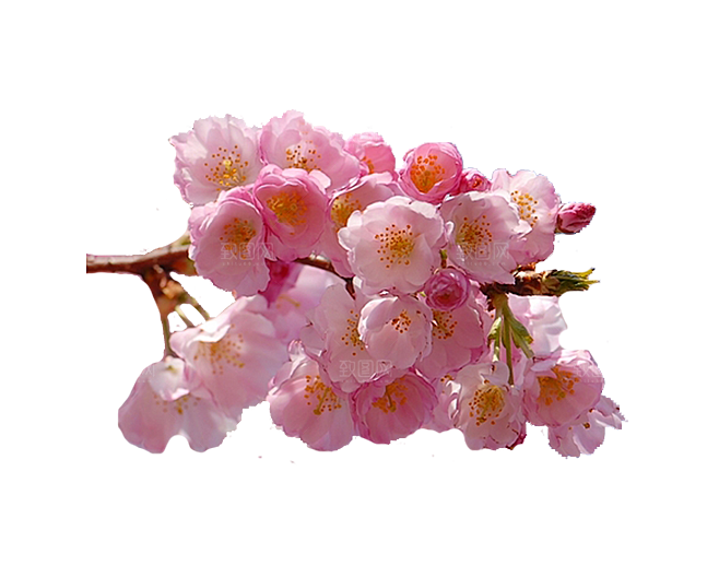手绘粉红色樱花桃花梅花花朵PNG免抠