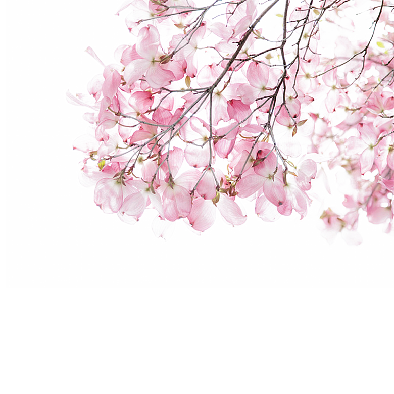 手绘粉红色樱花桃花梅花花朵PNG免抠