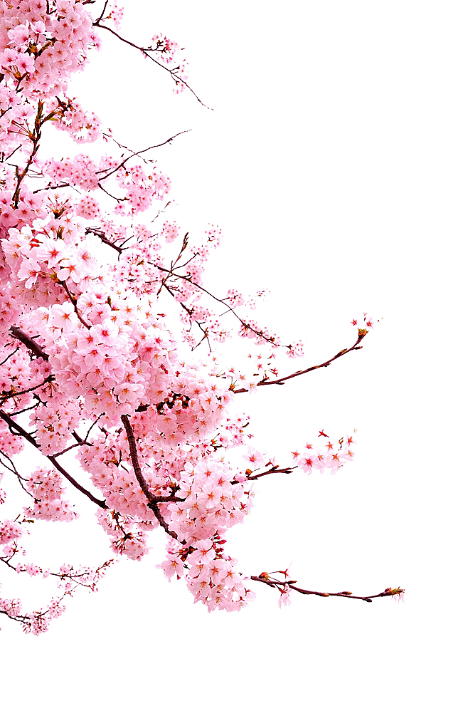 手绘粉红色樱花桃花梅花花朵PNG免抠