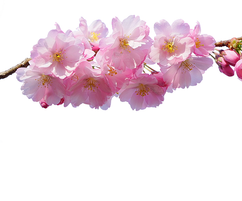 手绘粉红色樱花桃花梅花花朵PNG免抠