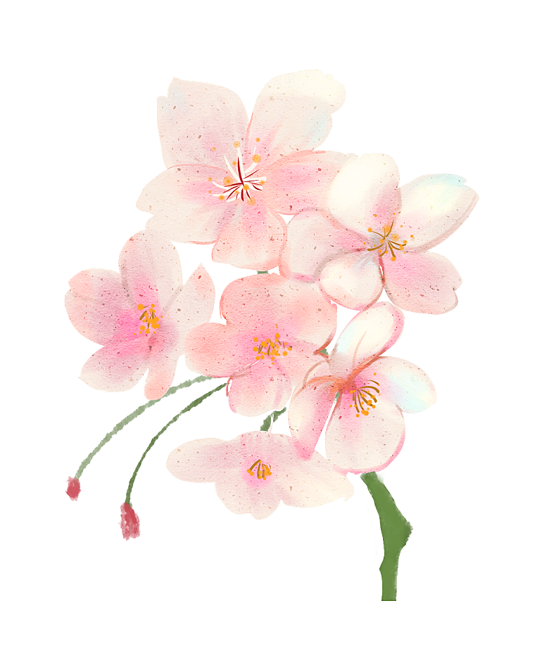 手绘粉红色樱花桃花梅花花朵PNG免抠素材