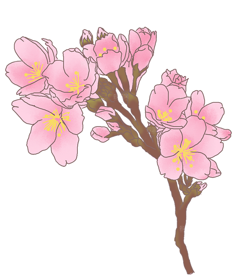 手绘粉红色樱花桃花梅花花朵PNG免抠素材