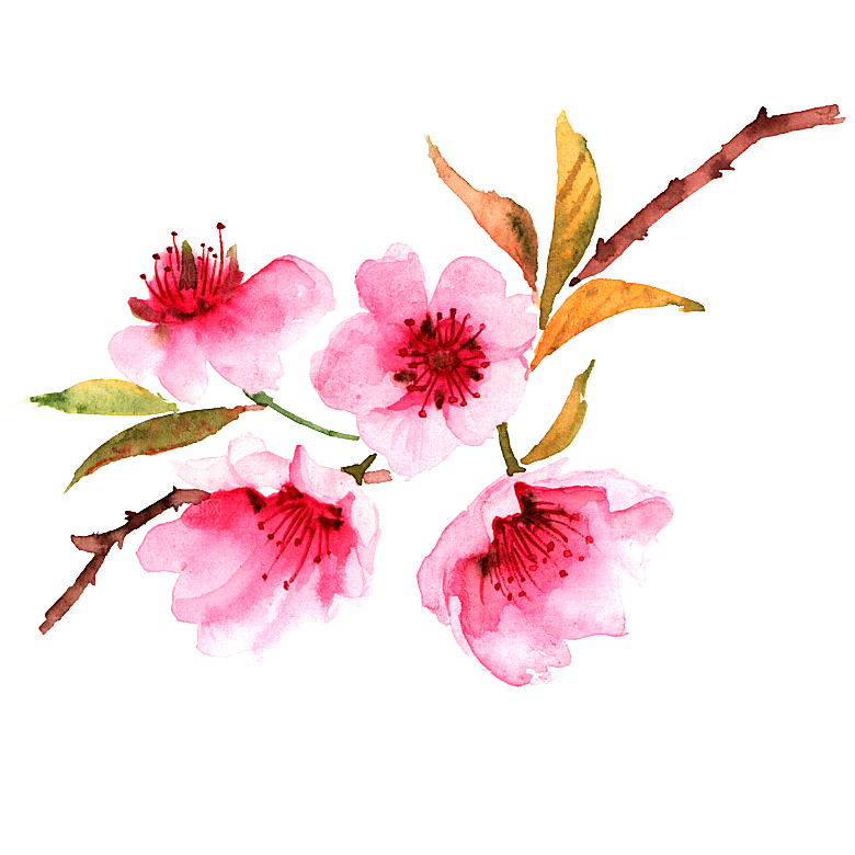 手绘粉红色樱花桃花梅花花朵PNG免抠