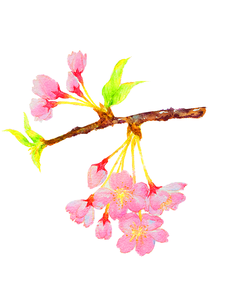 手绘粉红色樱花桃花梅花花朵PNG免抠